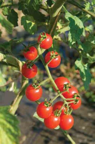 Prevent Tomato Blight With These Resistant Varieties